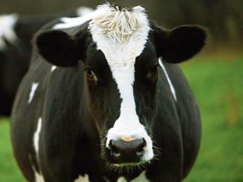 IFA dairy chief says there's room for further milk price rise