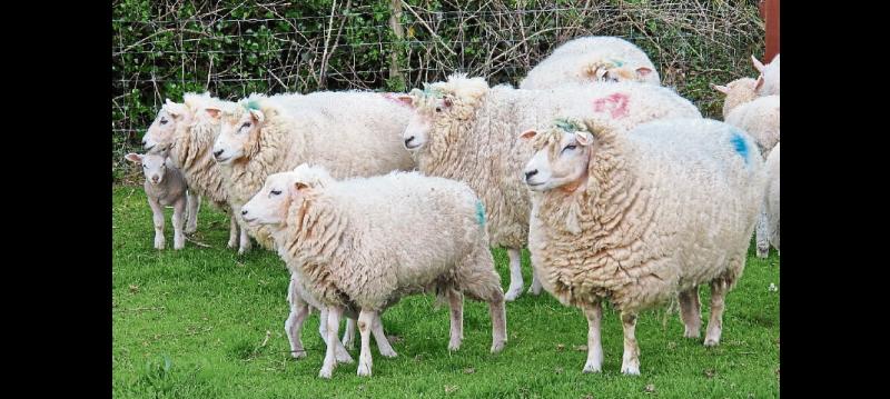 Tipperary gardaí seize a number of dogs suspected of worrying sheep near Roscrea