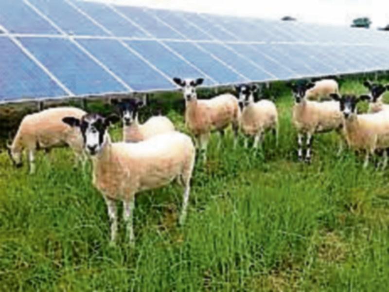 Carrick-on-Suir solar farm planning decision due in early February