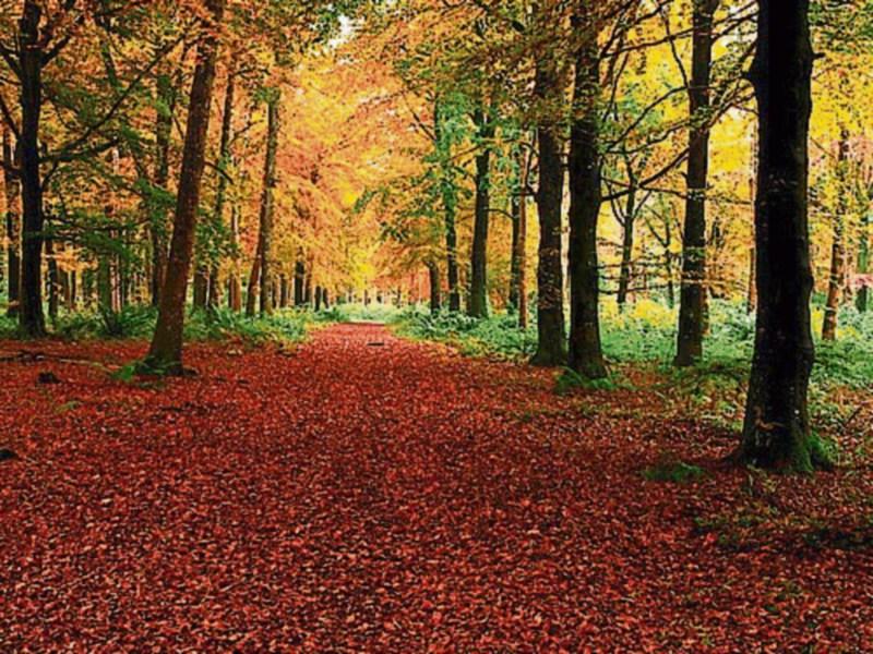 Tipperary man elected new chair of Irish Farmers Association Forestry Committee