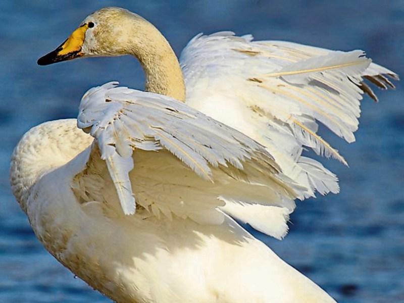 'Bird flu' found near Borrisokane, Co. Tipperary