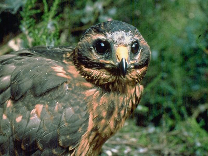 Mid-Tipp upland farmers may get relief under CAP development amendments