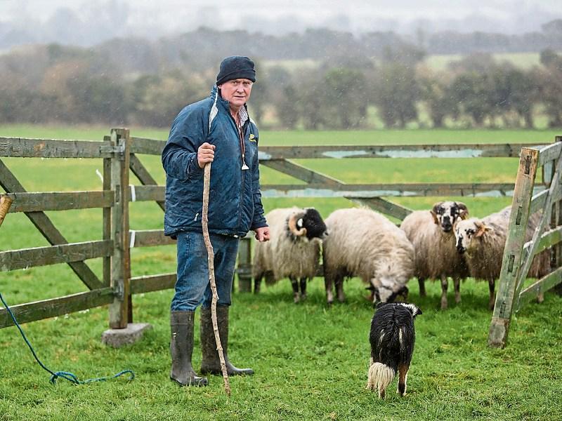 Ireland Sheep Dog Trials Finals come to Clonmel