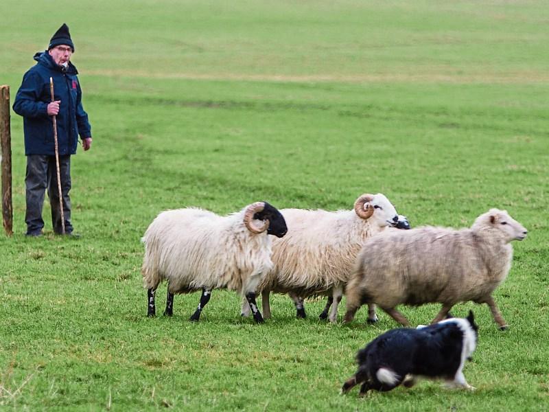 Hundreds flock to exciting All Provinces Sheepdog Trials in Clonmel