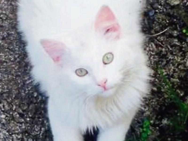 Tipperary cat reunited with her family after eight months missing