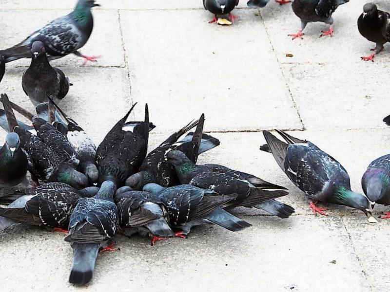 Local politicians seeking the prosecution of those responsible