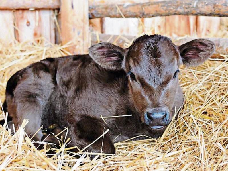 Calf export move welcomed as charges decrease