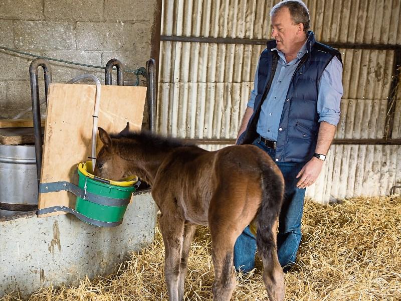 Gilly "thriving" after helping hand from Ballysloe horse breeder Brendan