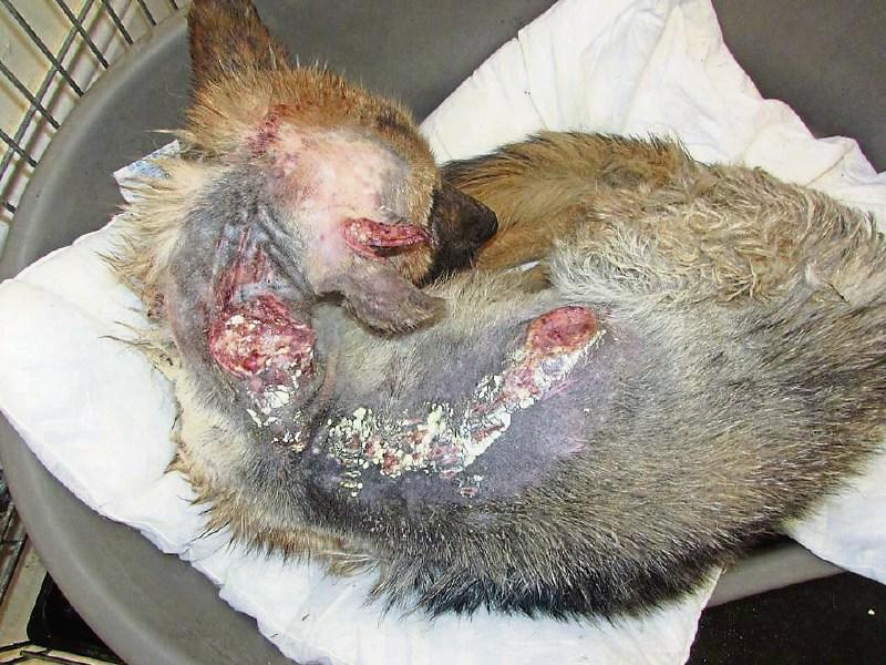 Appeal for info on savagely attacked dog left for dead