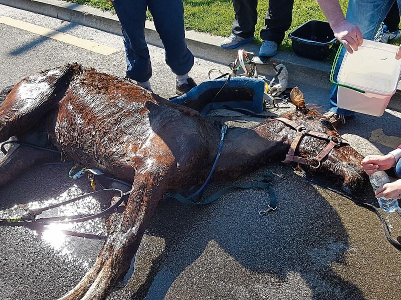 Happy ending for pony abused in Cashel