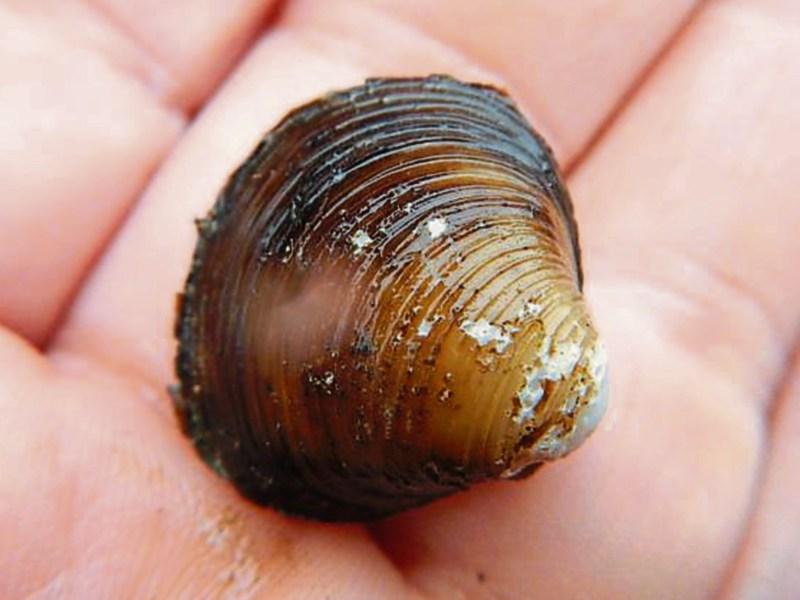 Asian clam threatens Tipperary waterways