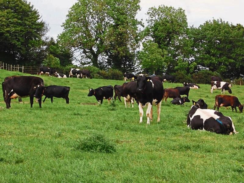 IFA raises concerns over cattle deaths in Silvermines from lead poisoning