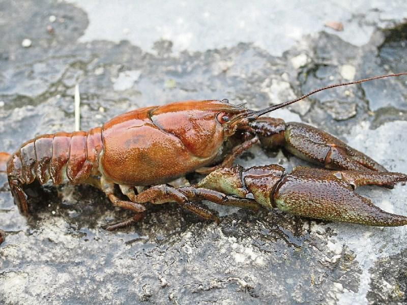 Outbreak of Crayfish Plague reported on River Suir downstream of Clonmel