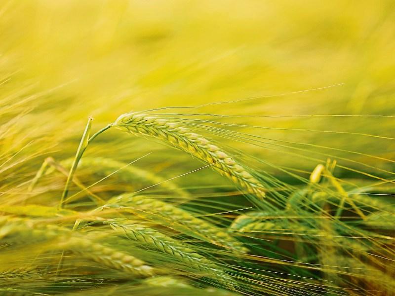 Tipperary tillage scheme funded under EIP project