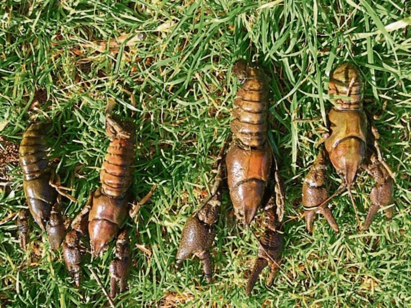 Crayfish