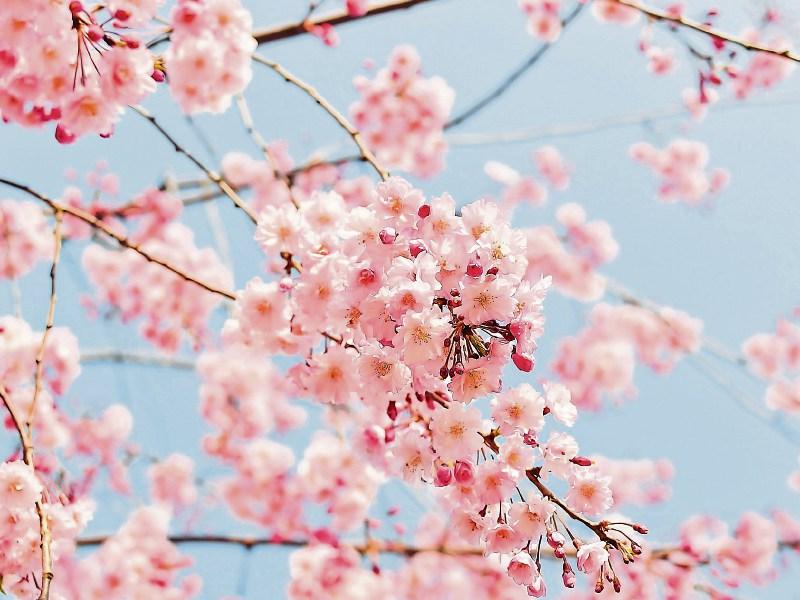 Chloe Fogarty's Funeral