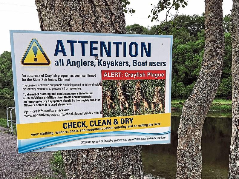 Crayfish Plague