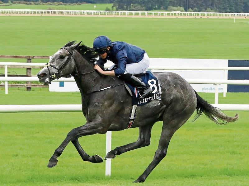 Tipperary wonder horse Galileo sires first four classic winners of the year