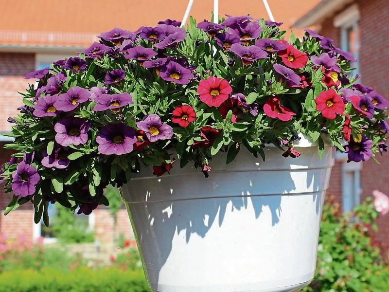 Templemore Tidy Towns needs your help