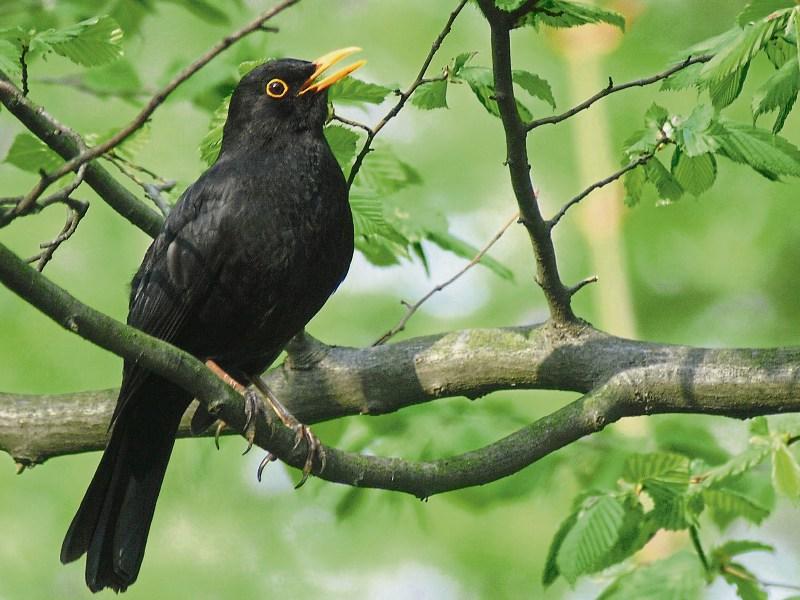 Dawn Chorus in Templemore Town Park