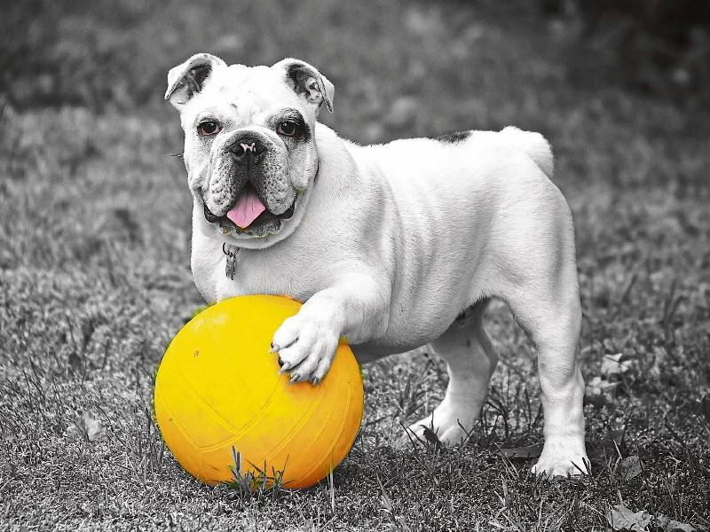 Dog playing
