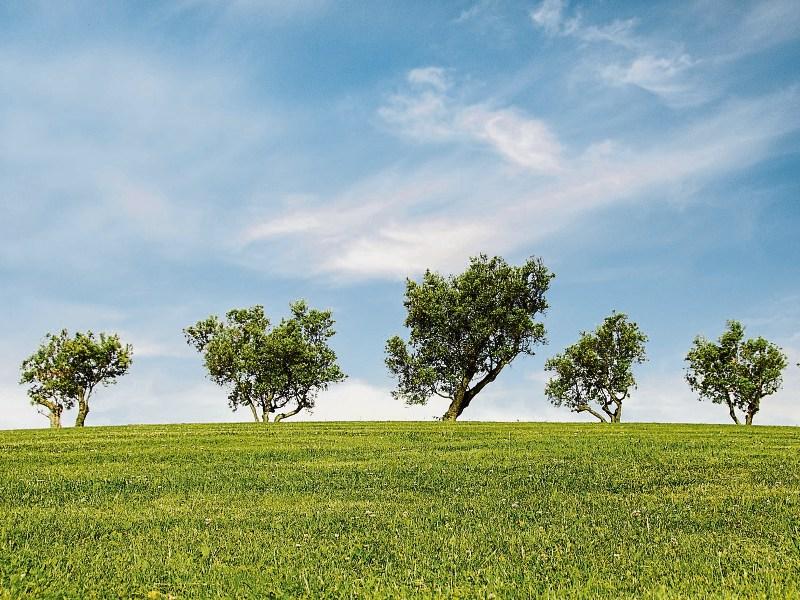 Call to replace unsafe trees cut down in Carrick on Suir