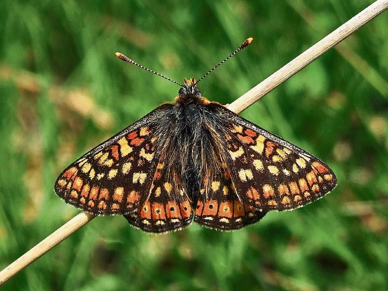 Rare butterfly returns to bogs of Tipperary / Offaly