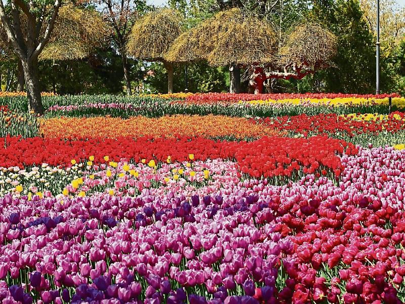 Buds and Blossoms Garden Festival