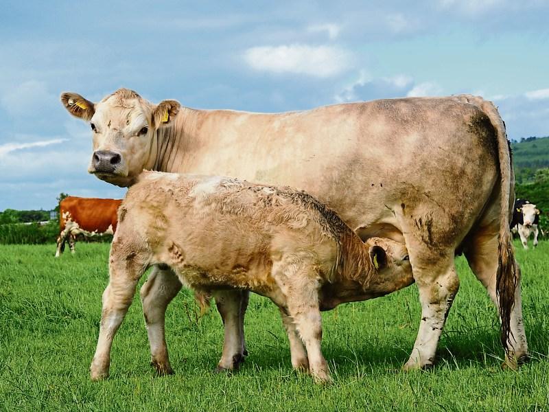 Tipperary farmers warned to stay on their toes to monitor lameness