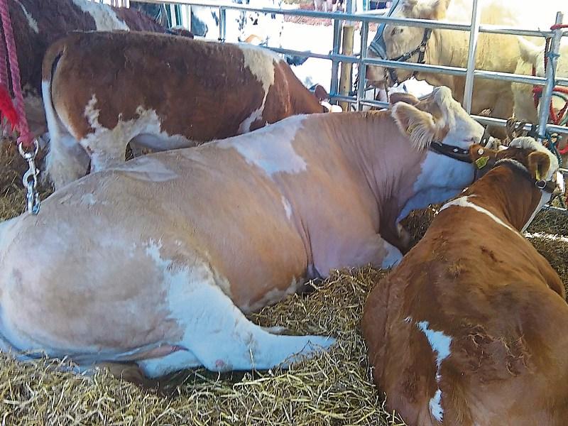 Huge numbers attending Clonmel Show in sweltering conditions