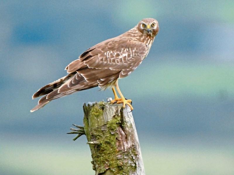 Tipperary farms included in new hen harrier programme