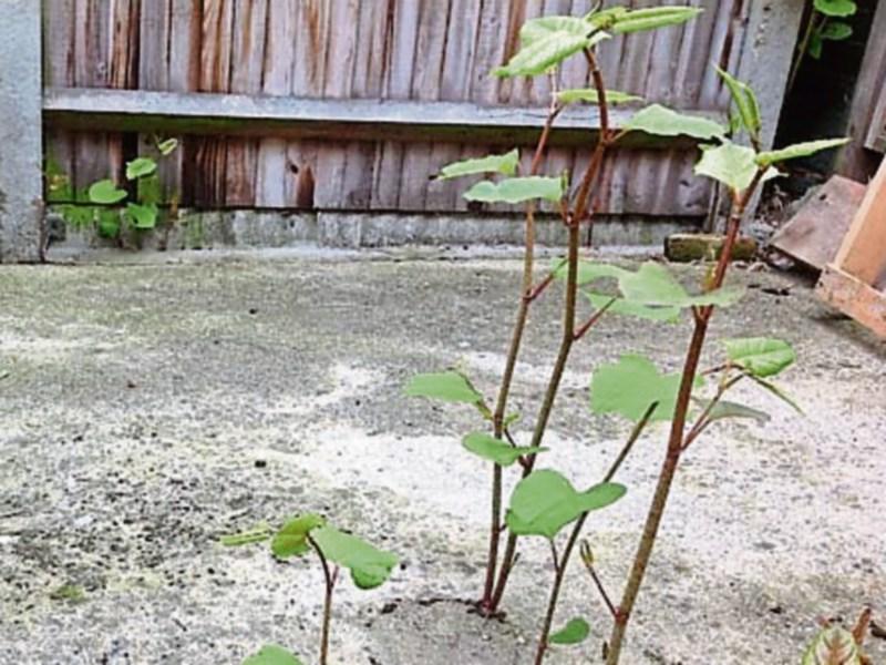 Campaign to wipe out Japanese knotweed in Co. Tipperary 