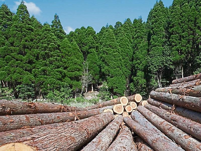 Tipperary farmers advised to postpone forestry planting