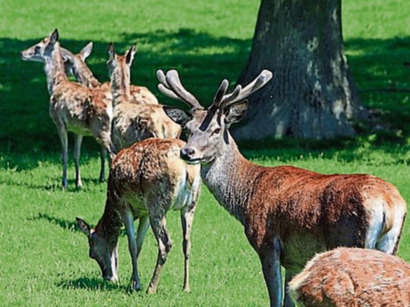 Three Tipperary men used vicious dogs to hunt and kill wild Irish deer