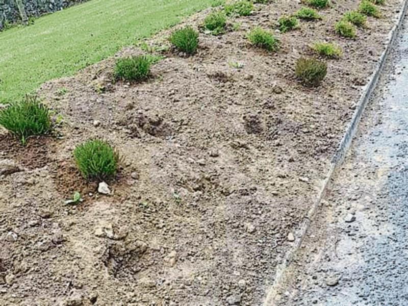 Cashel Tidy Towns Stolen Shrubs