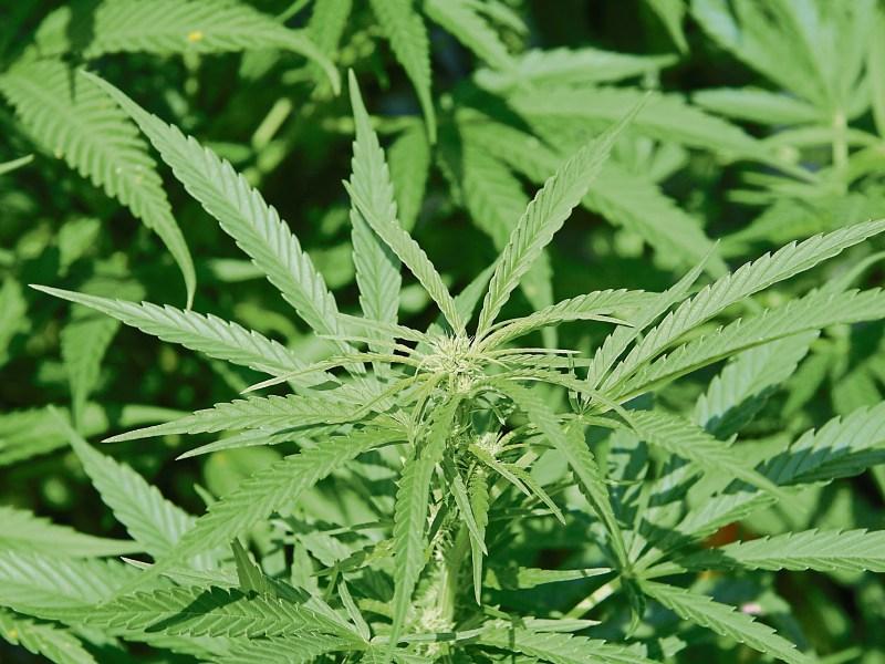 Thurles  driver exceeded cannabis limit   