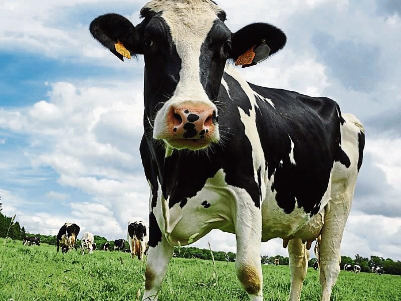 Tipperary farmers could benefit from pilot scheme to ease labour shortages in dairy sector