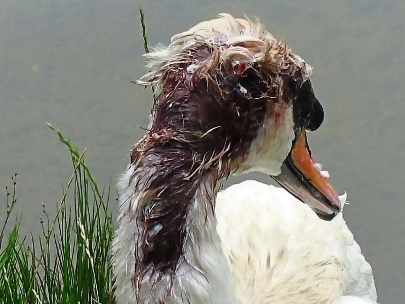 Outrage as Mute Swan suffers horrific injuries at Tipperary wildlife sanctuary
