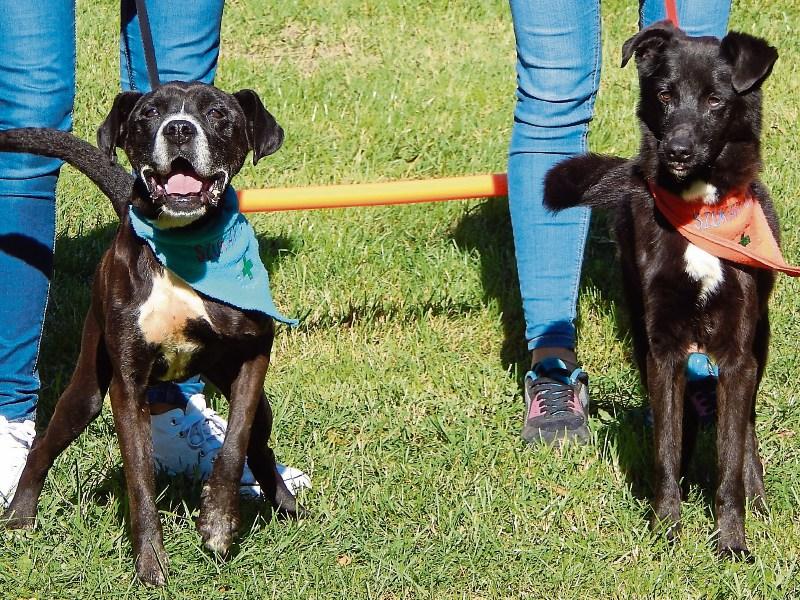 Fete and Dog Show