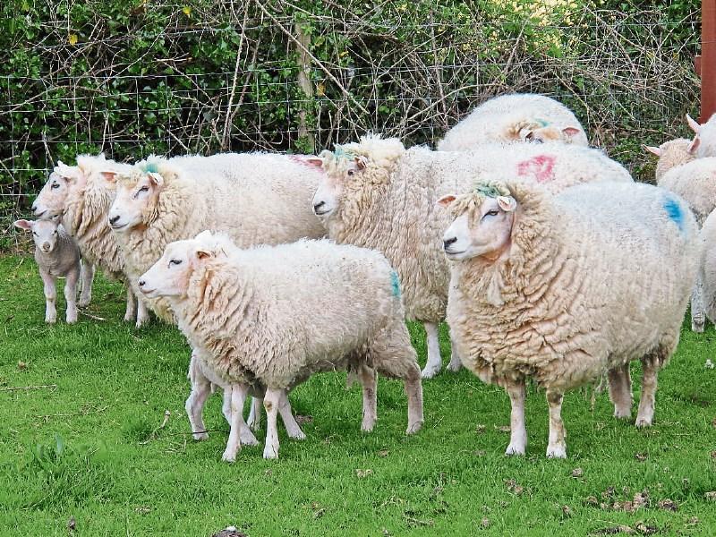 Comeragh lamb