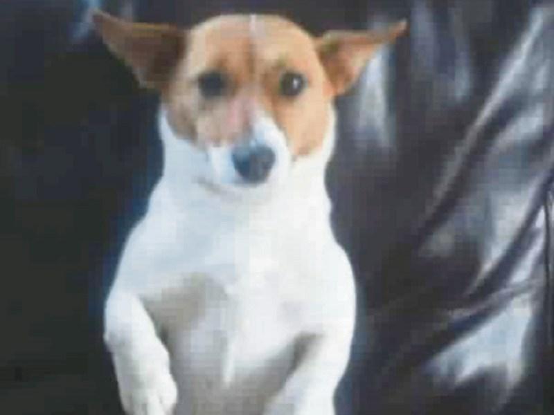 Help needed to find two missing dogs in Tipperary