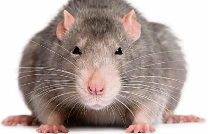 Tipperary councillor's concerns over vermin in two houses