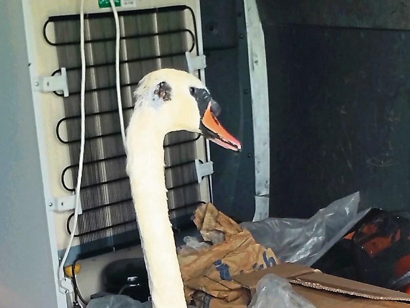Injured Tipperary swan fully recovered and released back on to the water