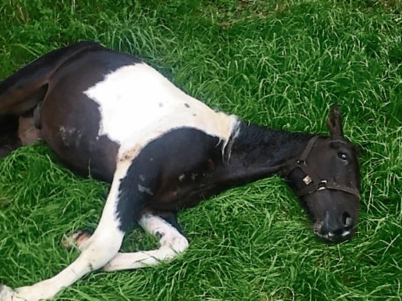 Sulky races condemned