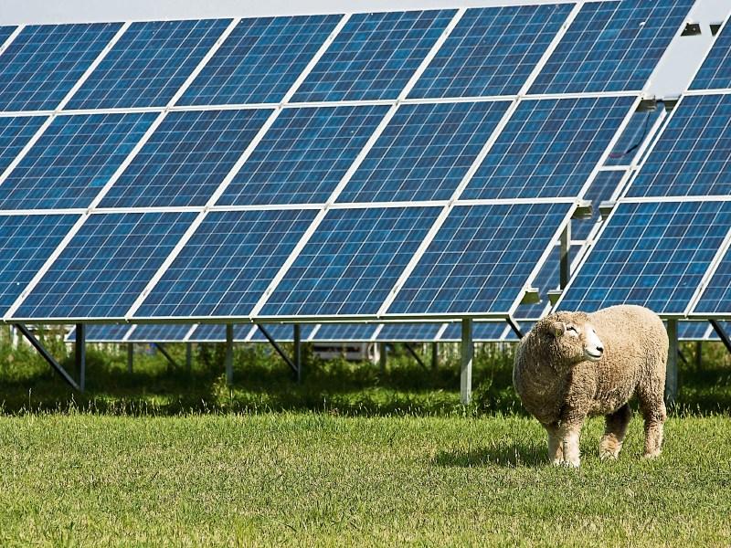 Solar Farm Donohill