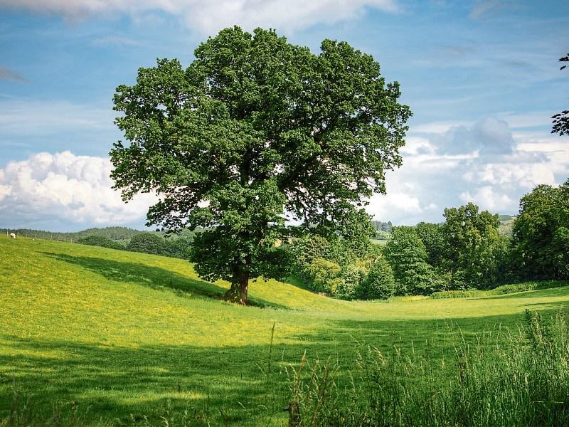 Tetra Pak Tree Day 2017 on Thursday 5th October