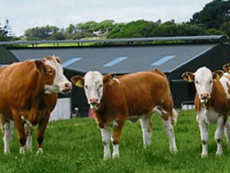 Tipperary farming: IFA protest over proposed Mercosur deal on beef