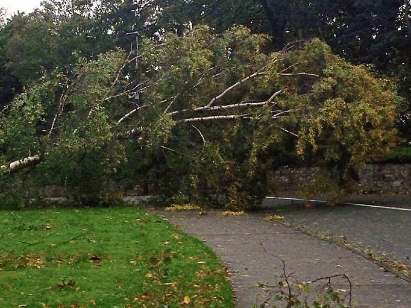 trees down ophelia