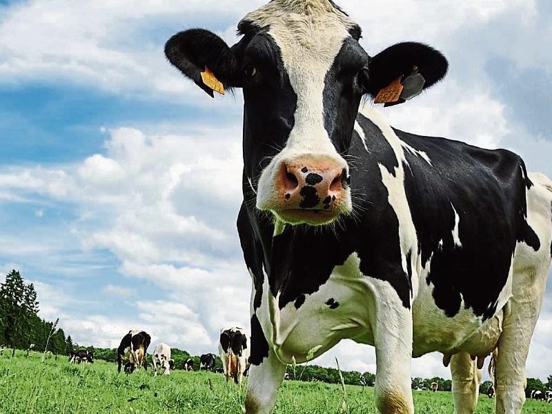 Ophelia aftermath: Tipperary farmers are urged to share power generators to enable milking