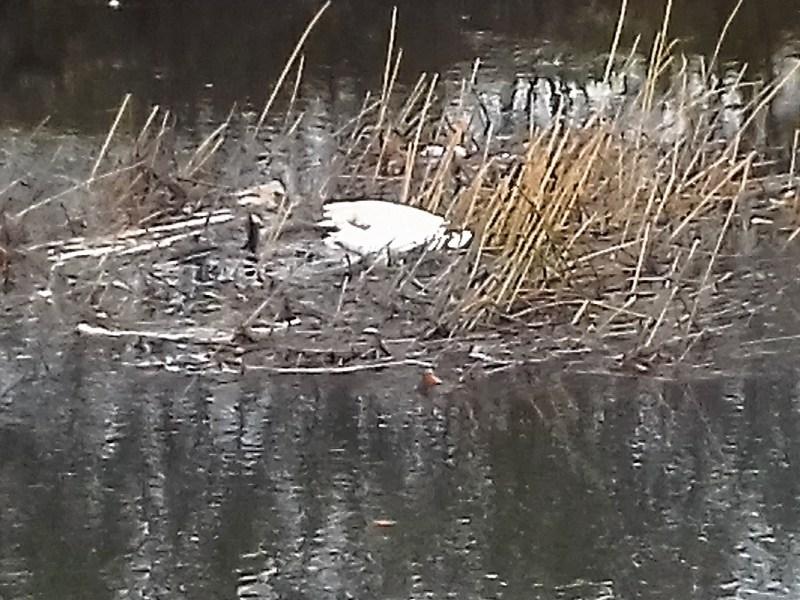 Dead swan, rubbish pile-up at the Riverwalk, Thurles
